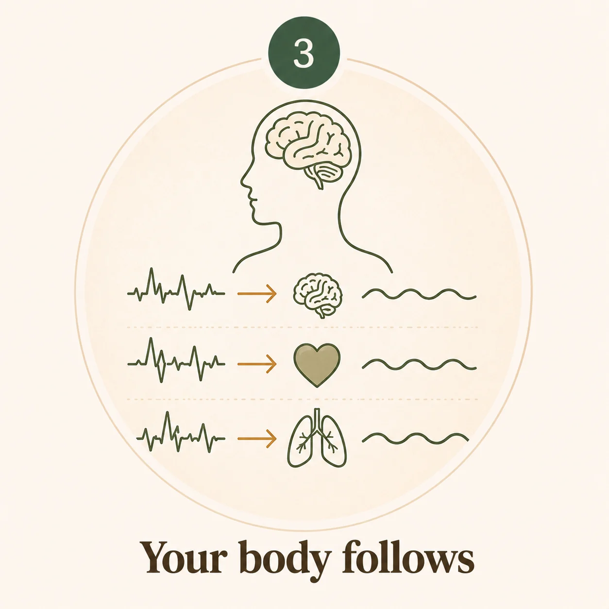 Your body follows — busy signals from the brain, heart, and breath settle into slow, steady rhythms.